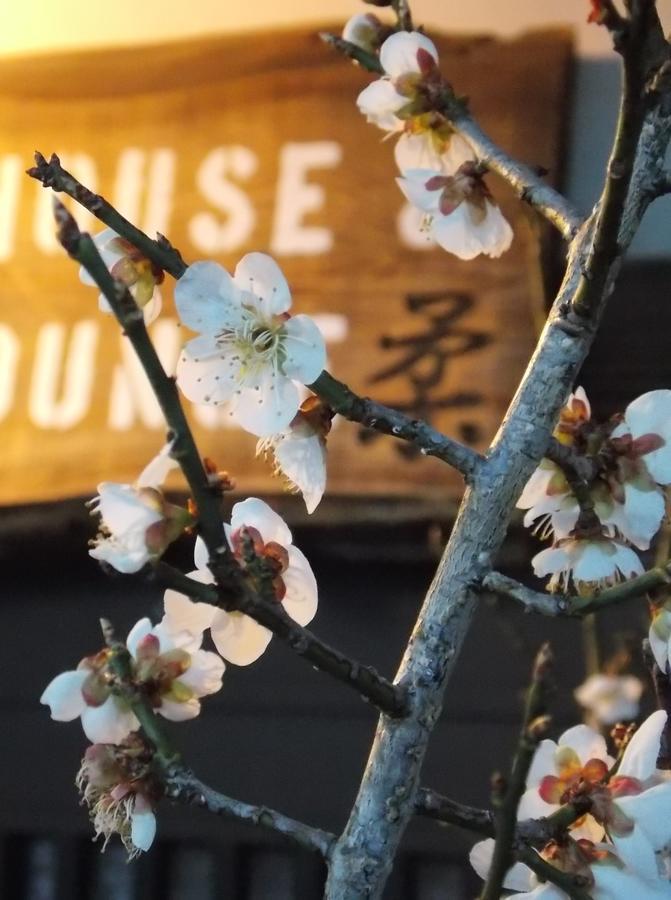 Guesthouse Yawara Okayama Exterior foto